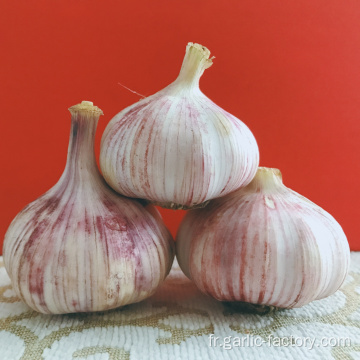 Ail naturel frais de meilleure qualité en vrac